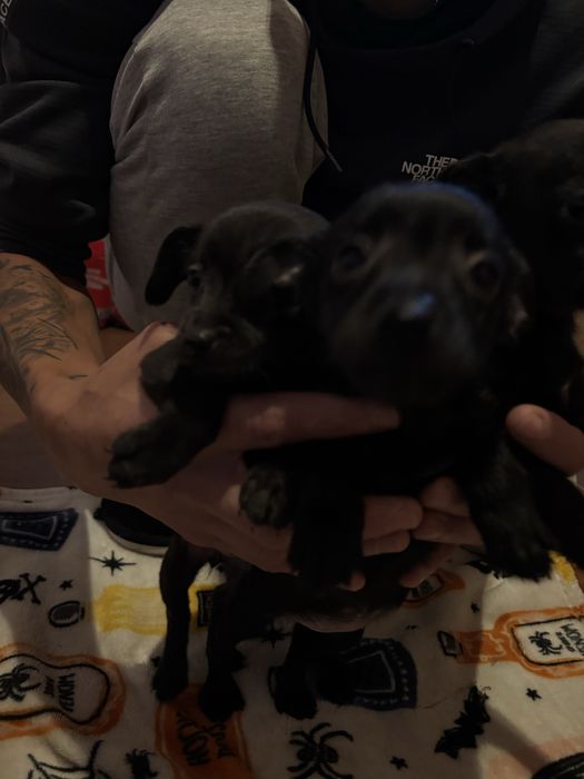 Продавам пинчери