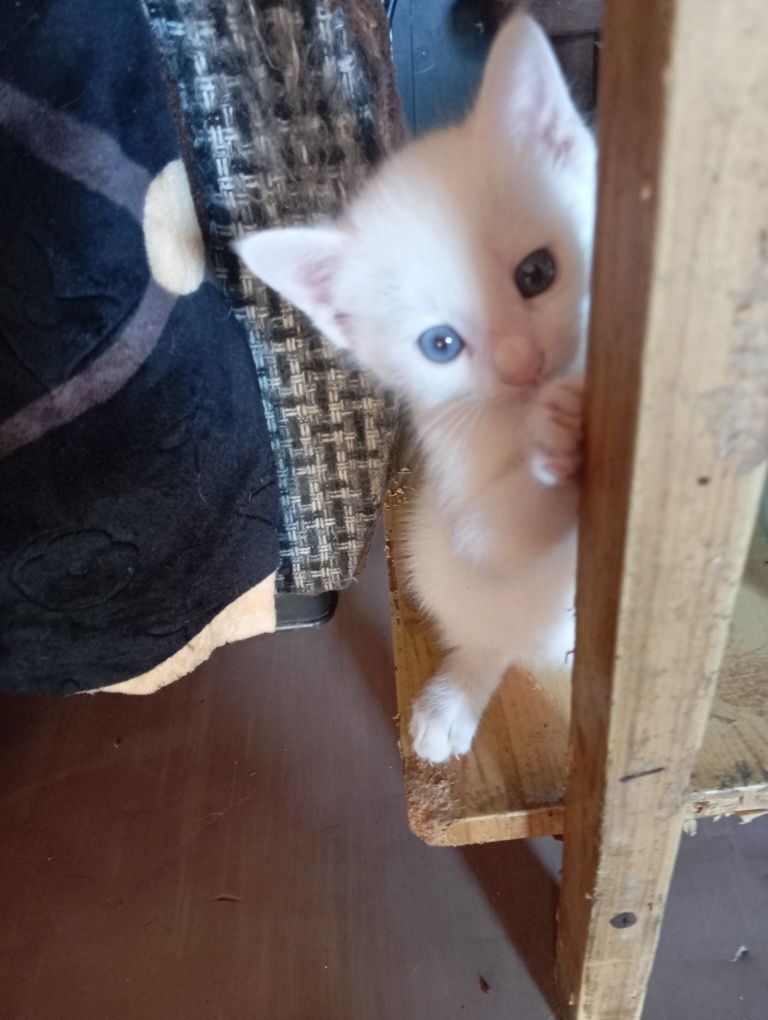 Продаются котята