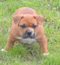 Vand catel american Bully cu pedigree ABKC