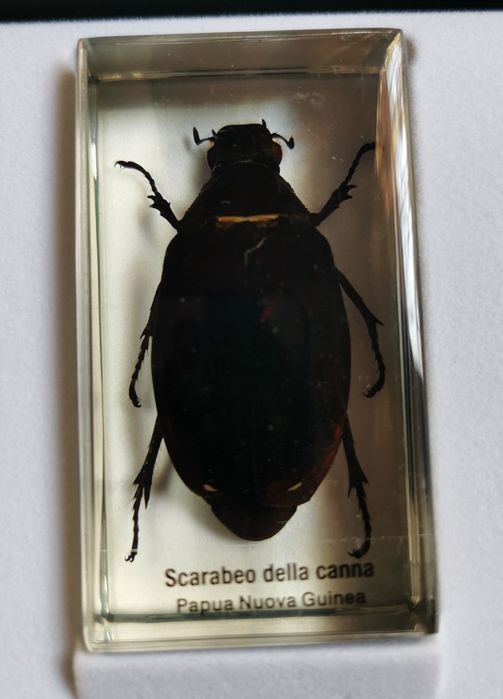 Vând Insecte De Colecție În Rășină