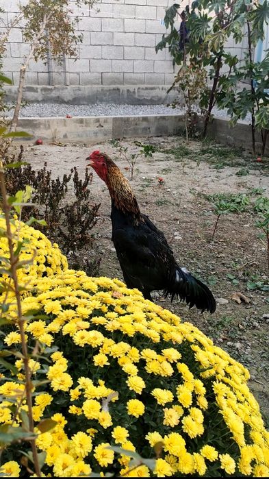 Xo'roz jo'ja  sotiladi