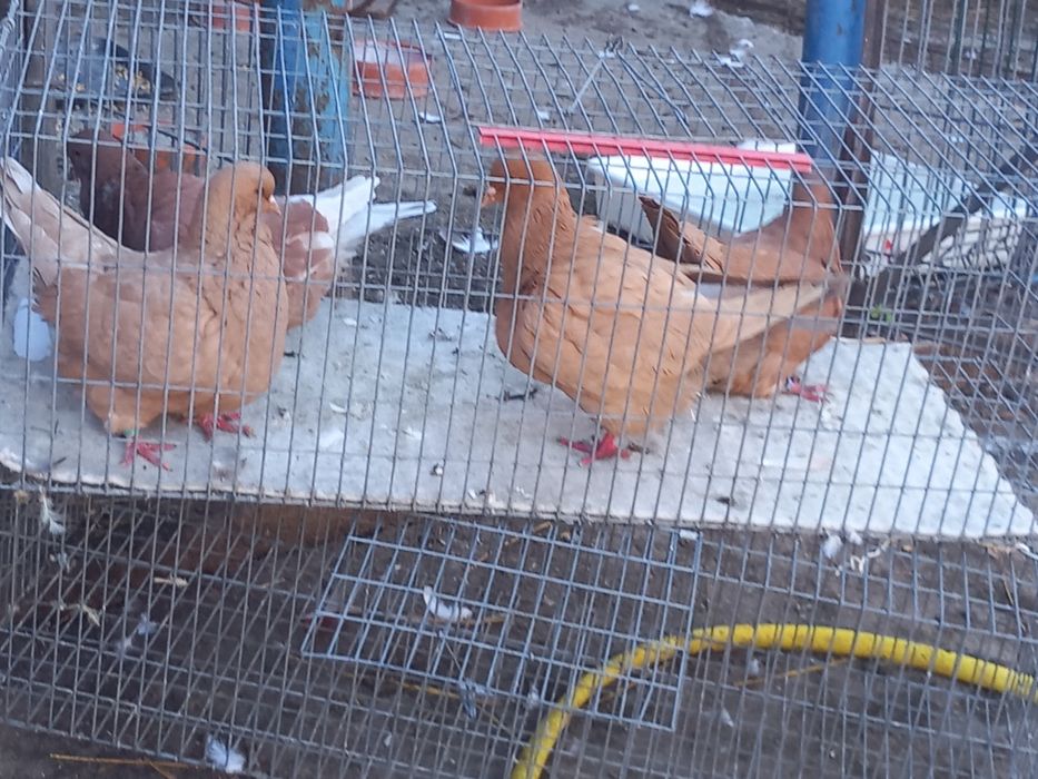 Porumbei Mondaini Filiași Dolj