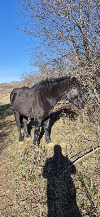 Vând manza 2,5 ani foarte cuminte
