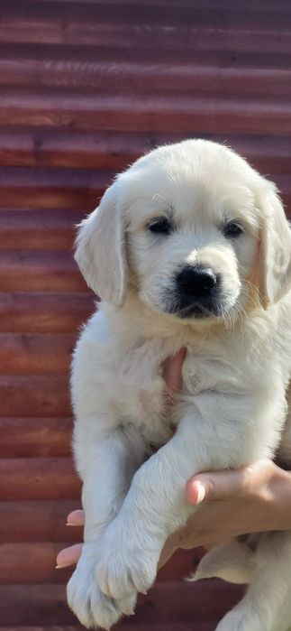 Golden retriever