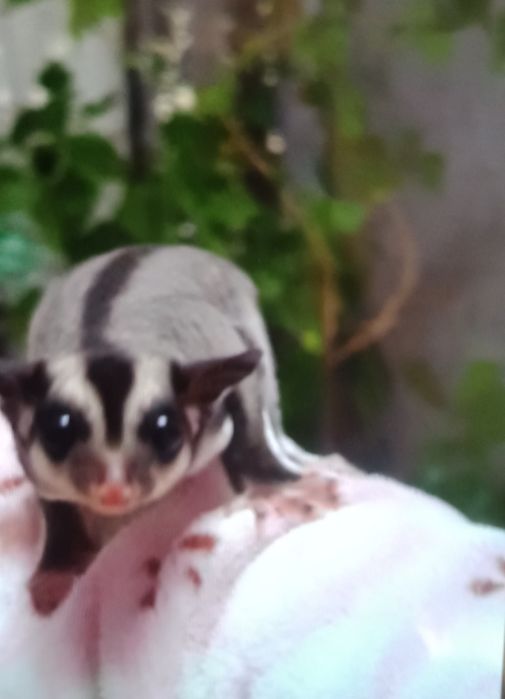 Продам сахарного поссума цена 900000