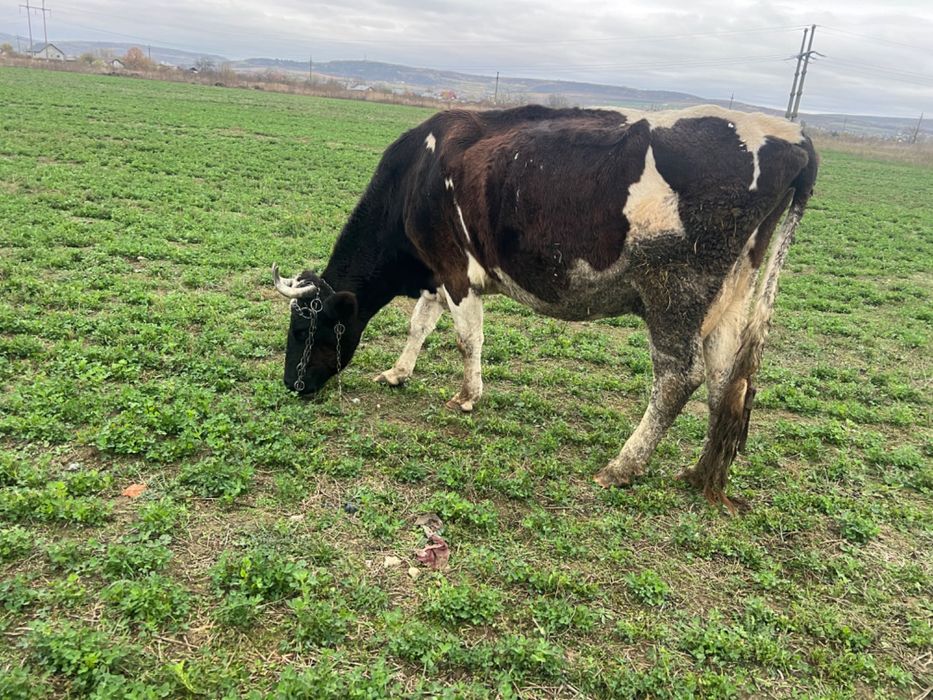 Vând vacă gestantă în 3 luni