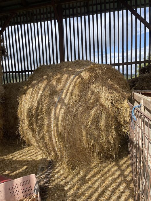 Vând baloți rotunzi!