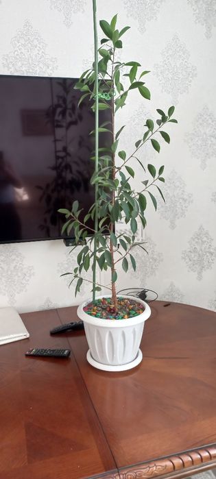 Продам комнатные цветок Фикус бенджамина