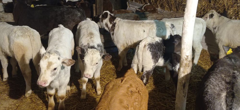 Vând viței baltati belgienii