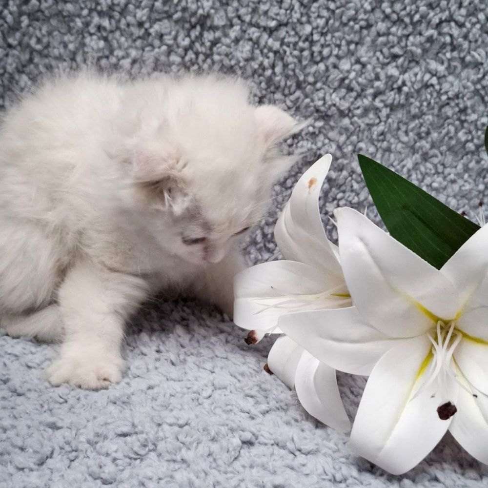 кошка скоттиш фолд