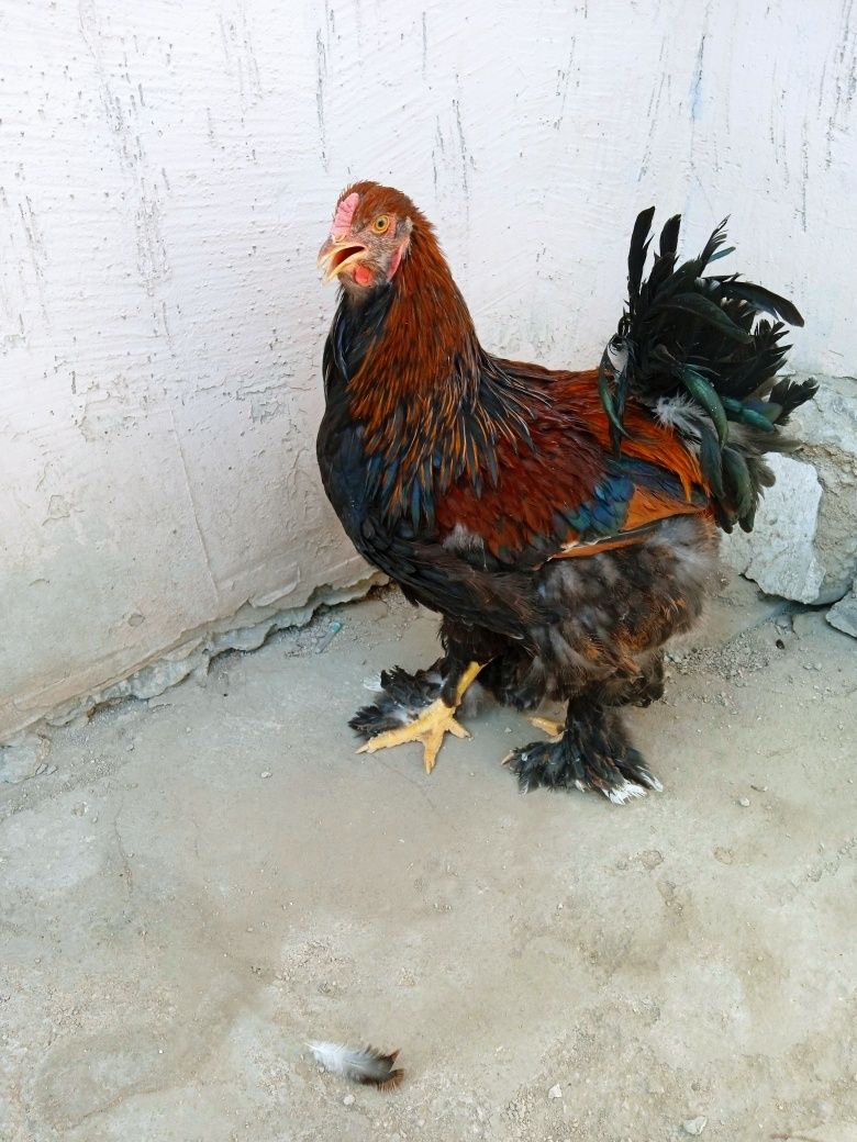 Brama parselan xo'rozlari