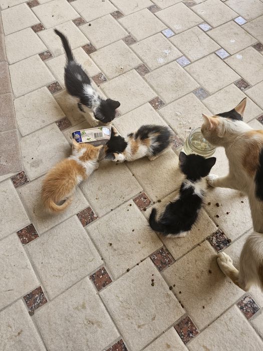 Кошка и котята даром