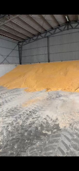 Porumb boabe 2025
Producție 2025
Disponibil 500 T 
Se poate vin