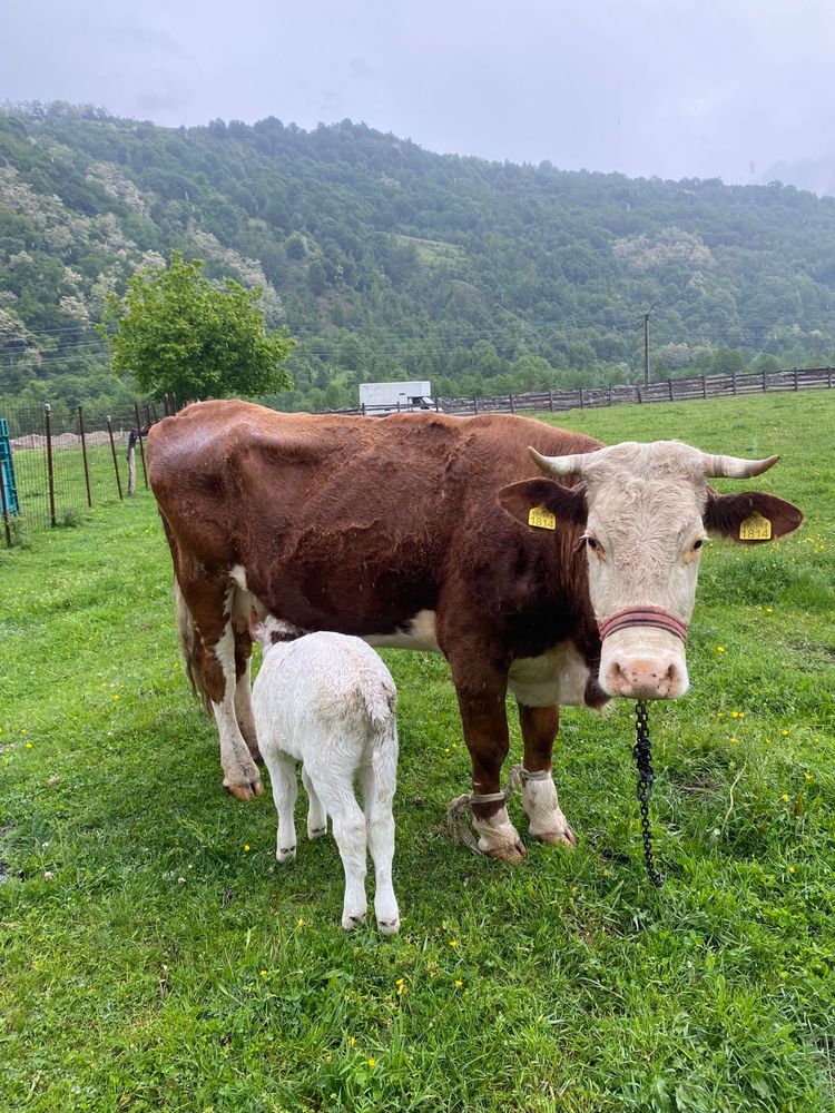 Vaca cu vitel de vanzare