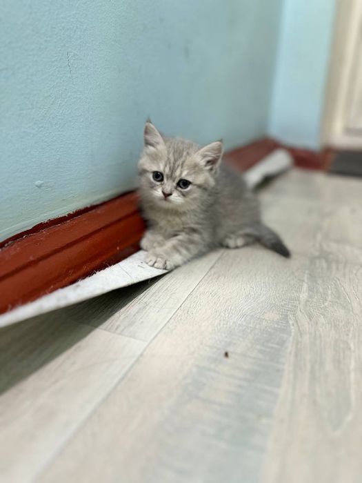 Продаю котят  скоттиш фолд и страйт