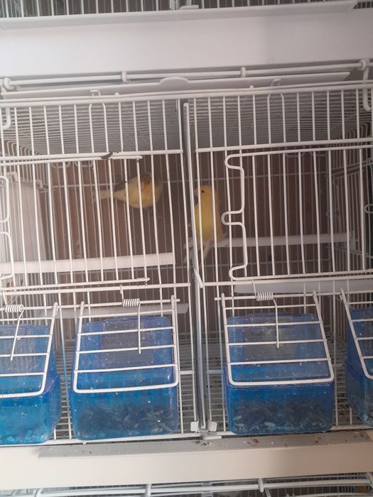Vinzare canari de cintec