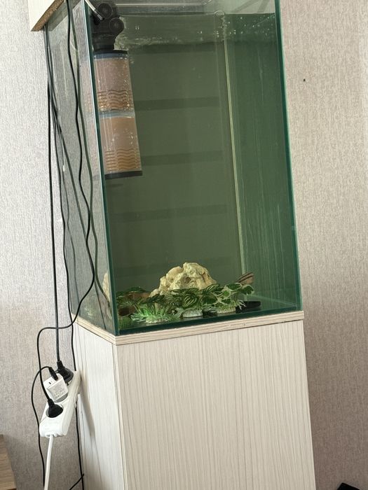 Akvarium baligi bilan kampilekt