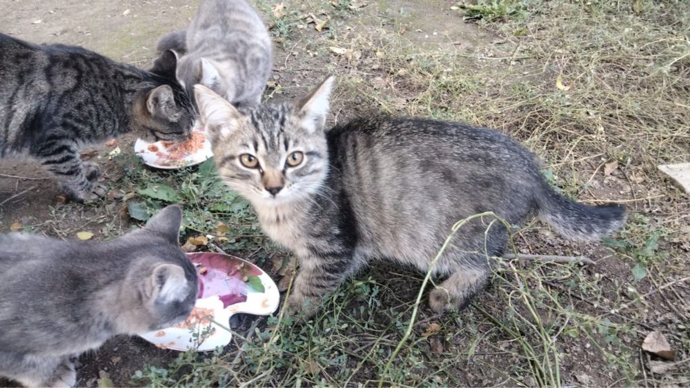 отдам котят в добрые руки