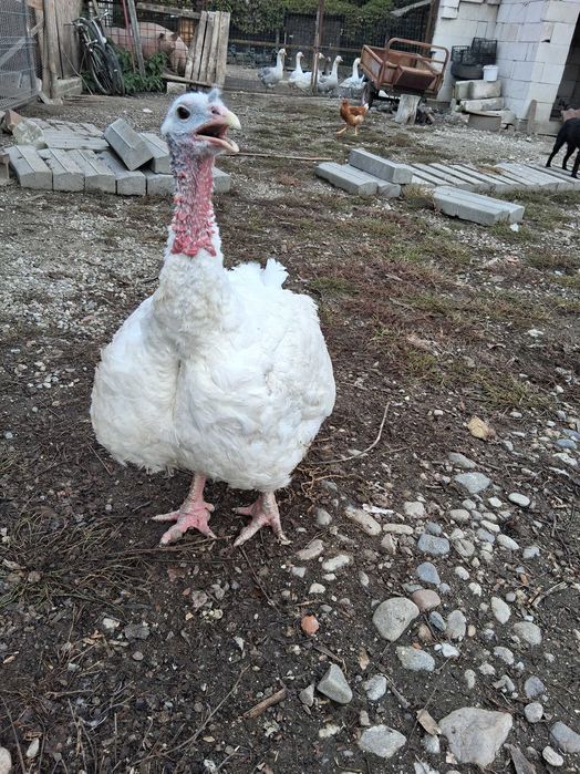 Curcani albi de casă