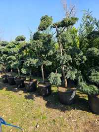 Palmieri bonsai lelandy măslin laur englezesc tuia smarald mesteacăn