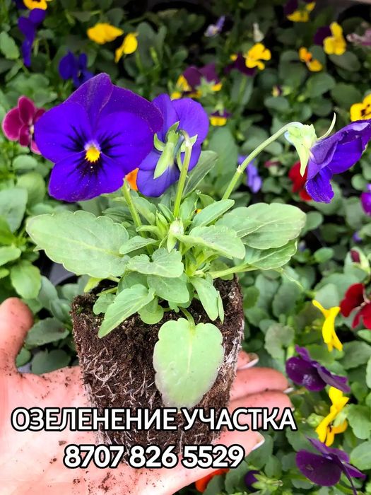 Саженцы, озеленение территорий