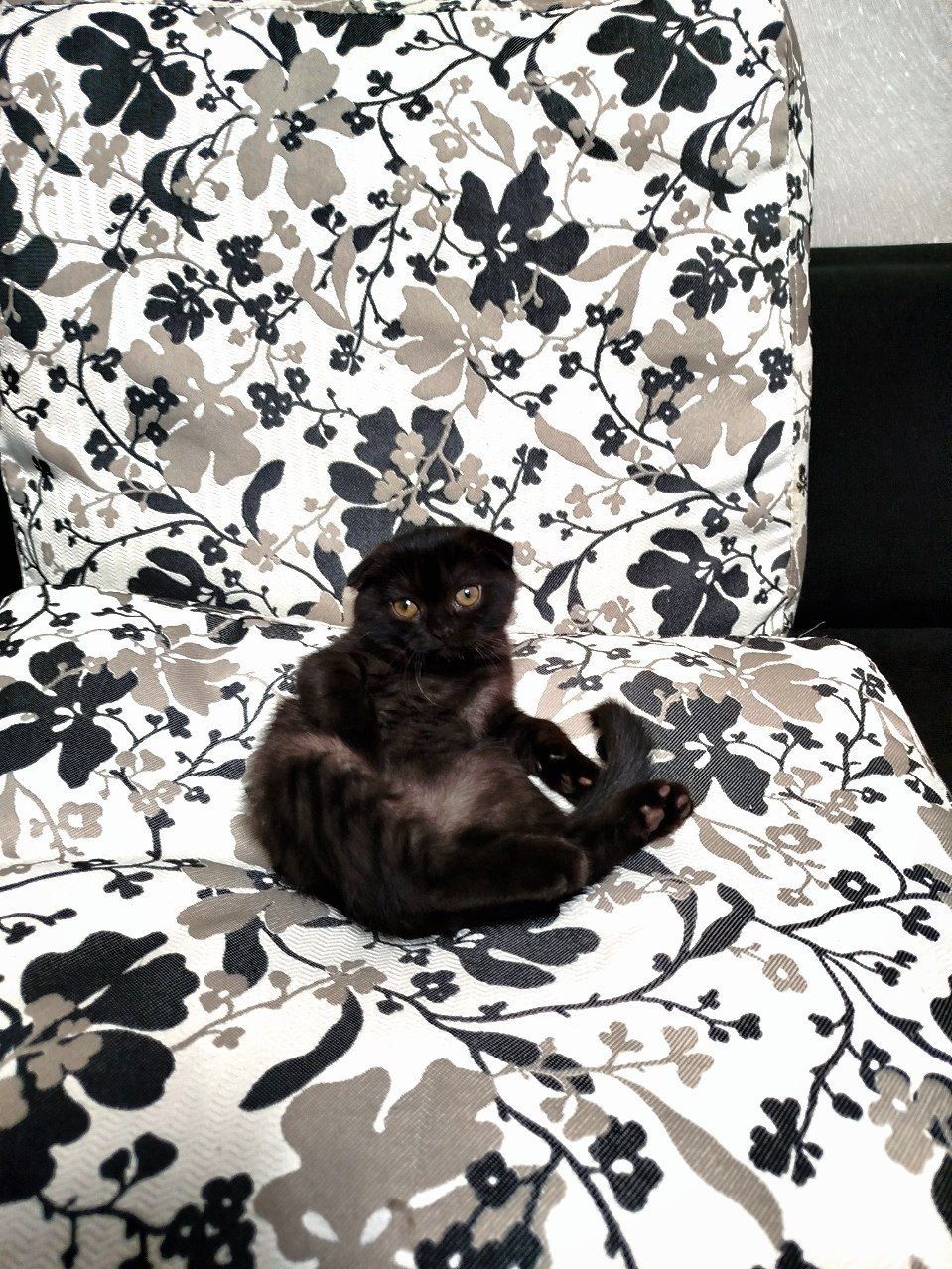 Котята Вислоухие