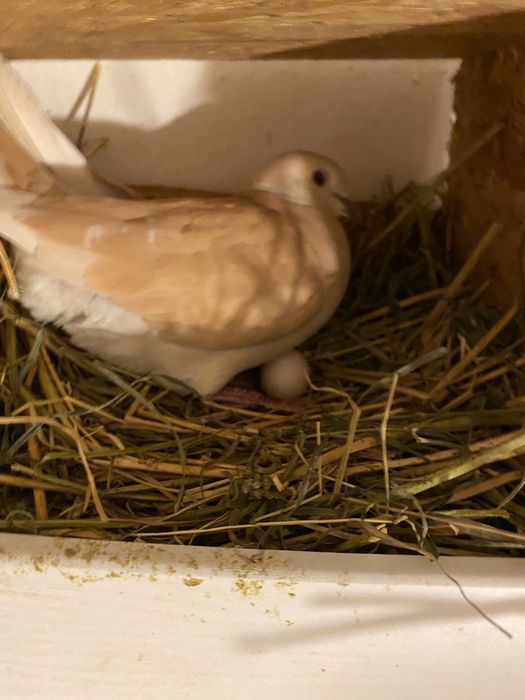 Turturele răzătoare de vânzare e