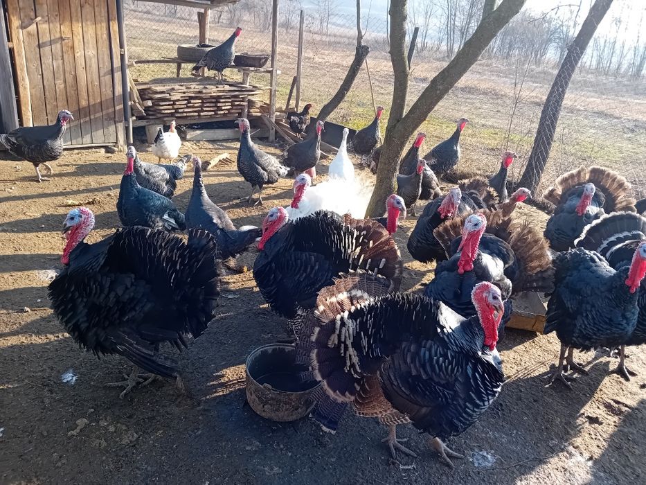 Curcani și curci.