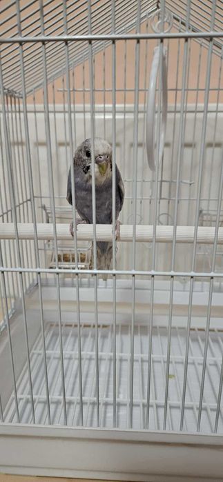 Perusi pui in colivie noua