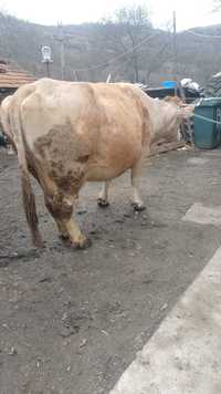 De vânzare vacă genstanta cu al 4 lea vițel pă 15 martie Isa inplinest