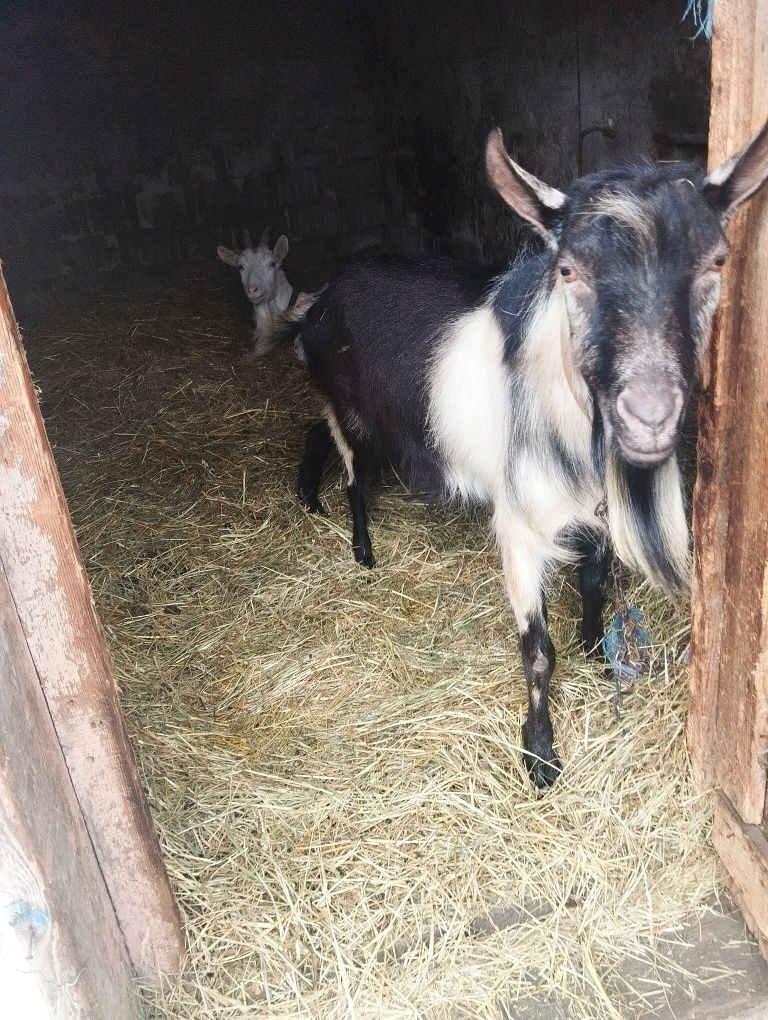 Vând țap metis bun