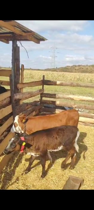 Vând 2 vițele preț 5500 lei.