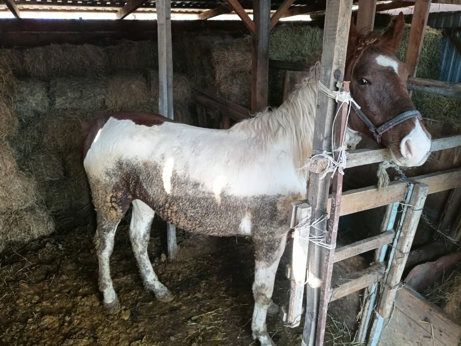 Согымга жылкы сатылады