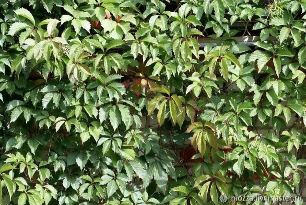 Девичий виноград