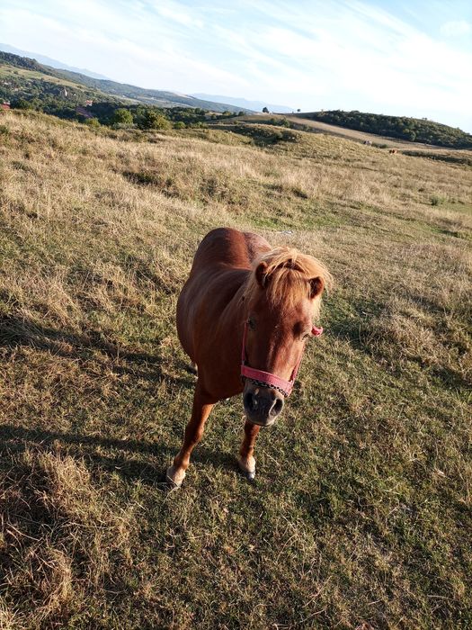 Vand poneita   foarte frumoasa