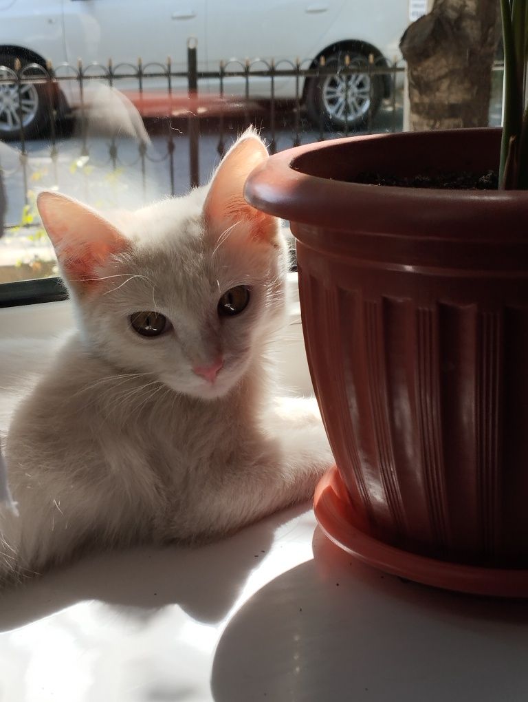 Котик, который живёт на улице.
