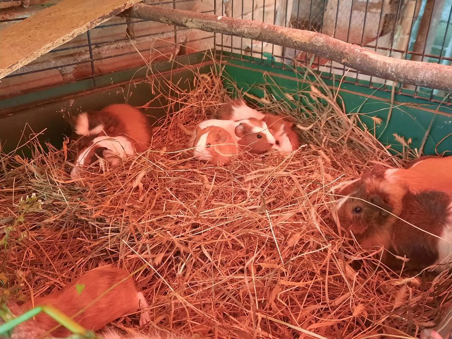 Hamsteri si porcusori de guineea