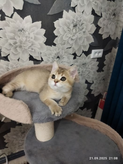 Продается котенок золотая шиншилла