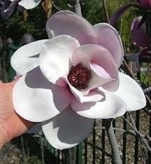 Magnolia cassiopeia