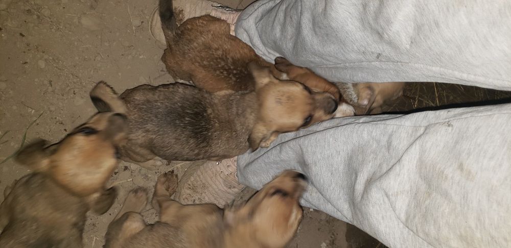 Domez catei 2 fete si 4 baieti