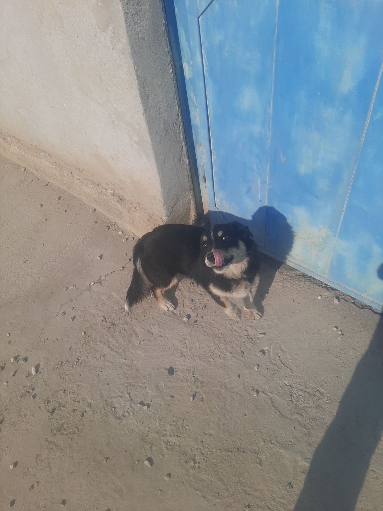 rangi qora  aqlli yaxshi it  zoti toza
