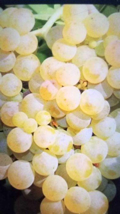 Roșu și alb demisec