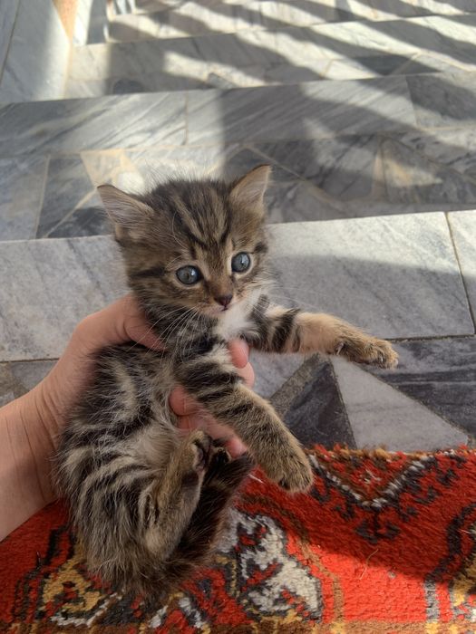 Котята домашние отдадим в добрые руки