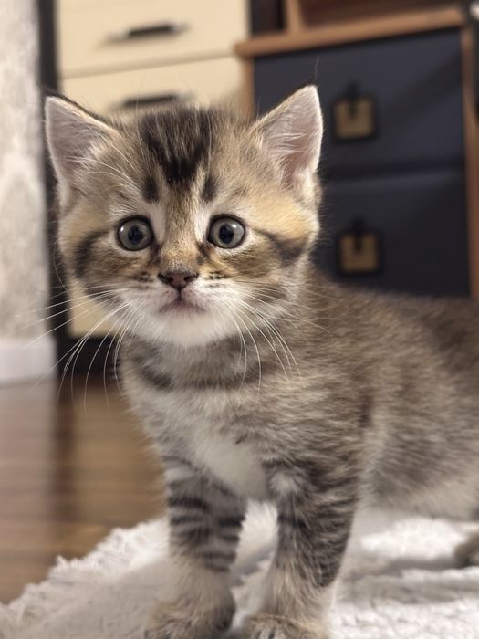 Котик залотой шиншилла мольчик