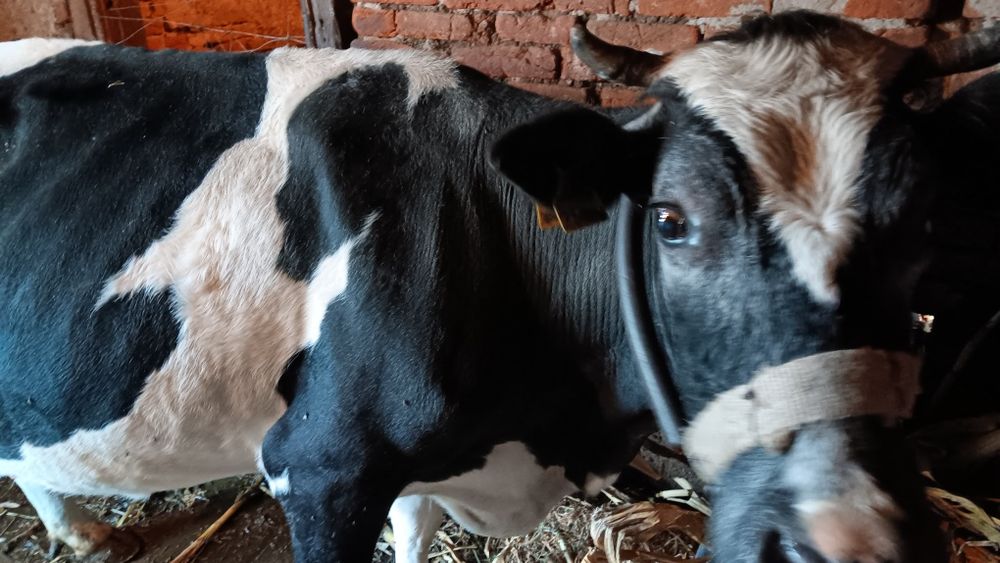 Vând vaca bună de lapte