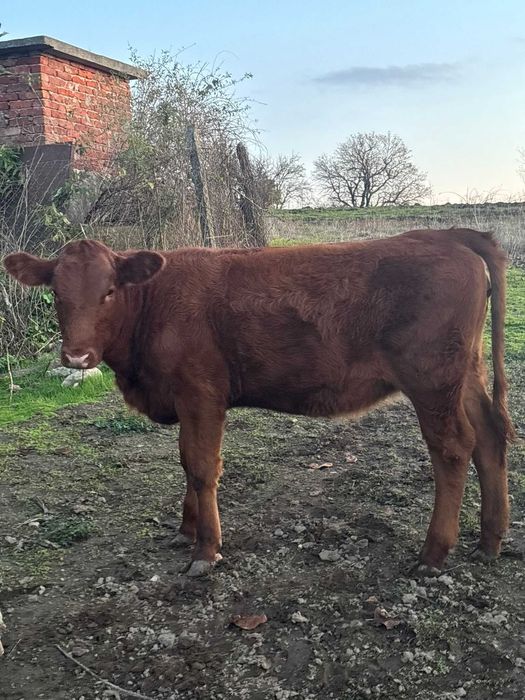 Женски месодайни телета