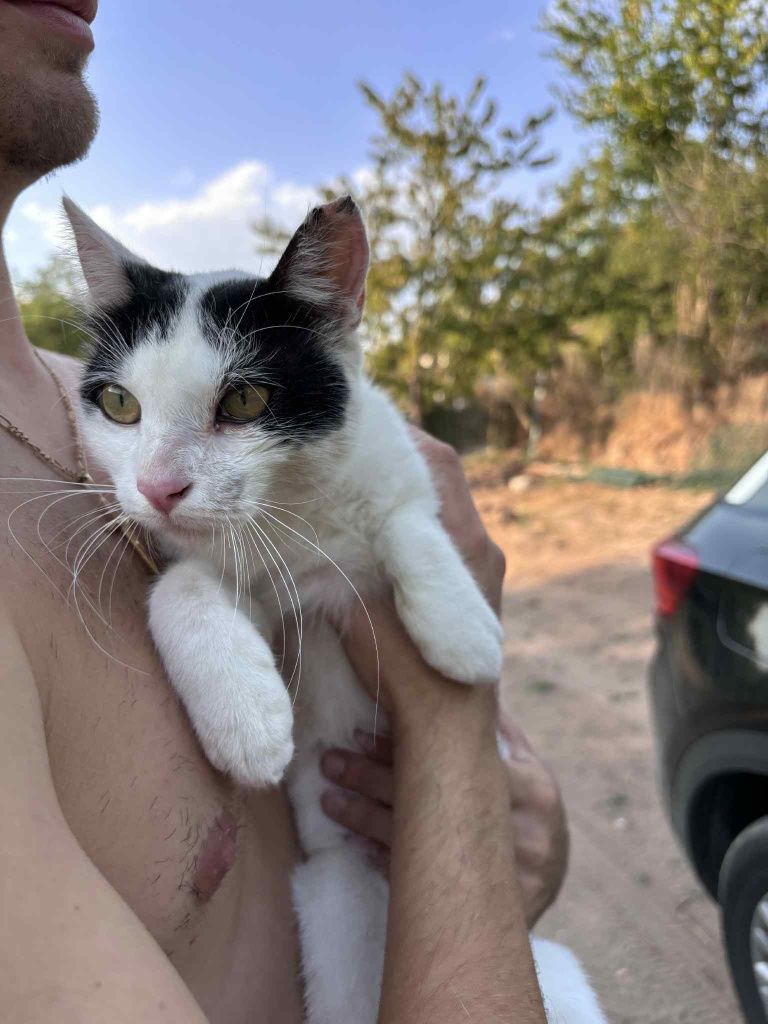 Коте Белчо търси дом