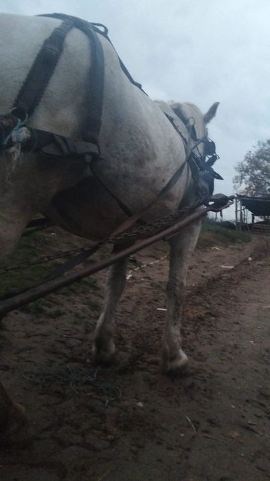 Iapa bună de căruță garantata