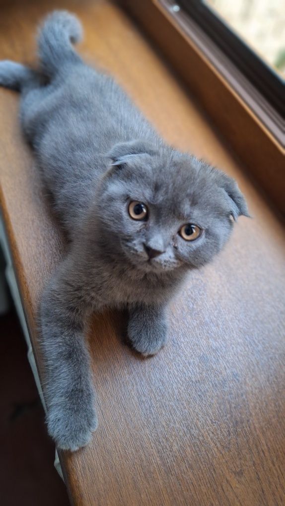 Продаётся котёнок
