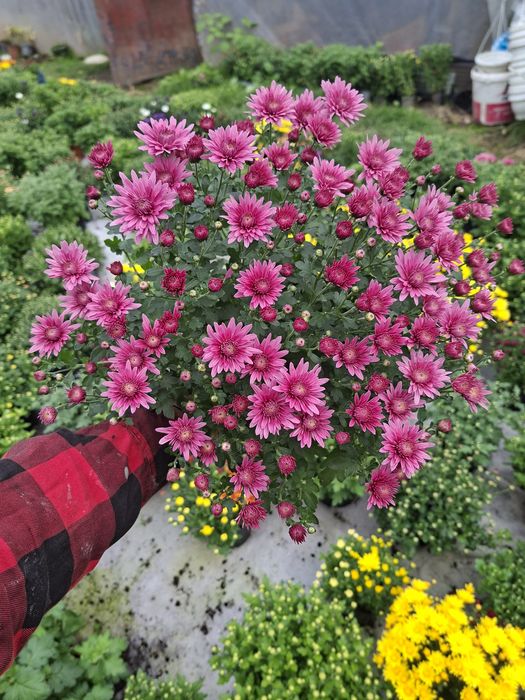 Vând crizanteme diverse culori